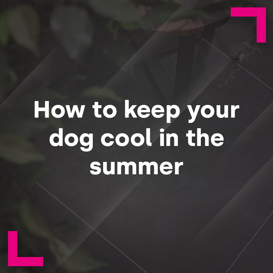 How to keep your dogs cool in the summer